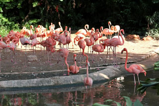 Cierra el parque de aves Jurong en Singapur